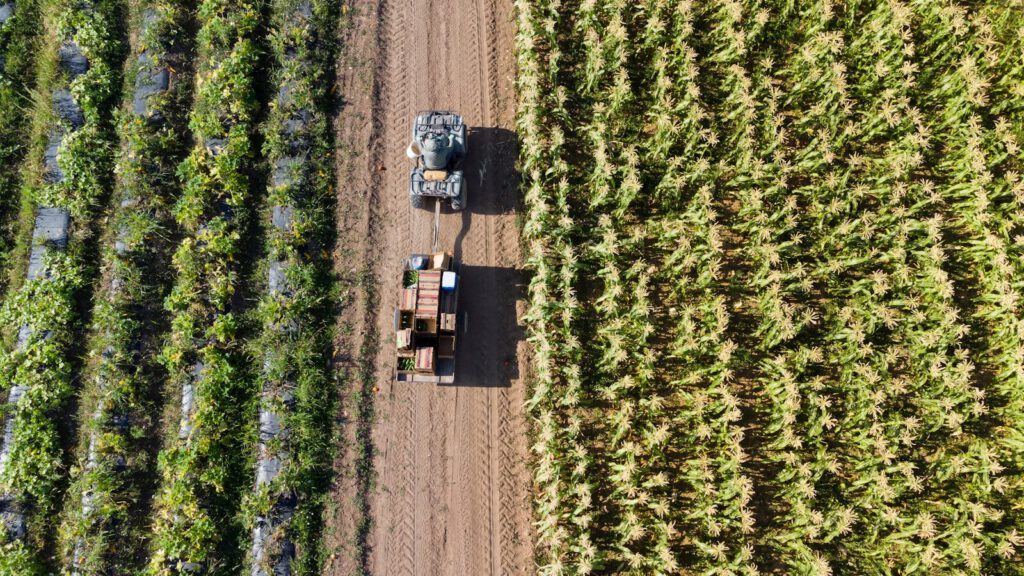 Tractor harvesting crops in a field